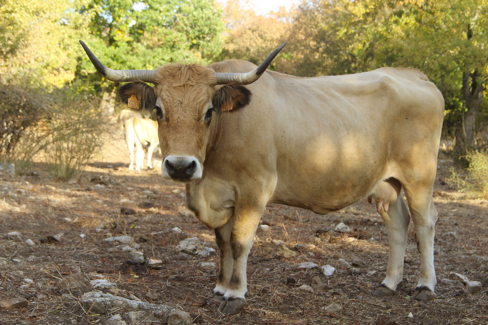 belle-vache-aubrac